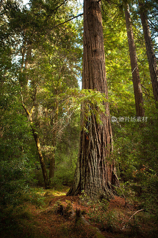 海岸红杉(Sequoia sempervirens)，大盆地州立公园
